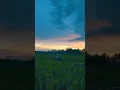 Download Lagu Nih mentahan vidio buat story WA keren pemandangan sawah di sore hari