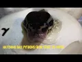 Hatching Ball Pythons From Start To Finish
