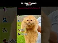 Download Lagu top 5 funny cat moments!!!😂😂😂