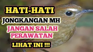 Download PERAWATAN BURUNG JONGKANGAN/CINGCOANG BAHAN MP3