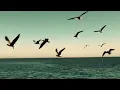 Coldplay O Fly On Extended - BEAUTIFUL BIRDS FLYING VIDEO