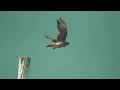 Download Lagu Coldplay O Fly On Extended - BEAUTIFUL BIRDS FLYING VIDEO