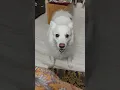 Download Lagu So angry #shiro #puppy #shirothehero #shiroo #cute #itsshirotime