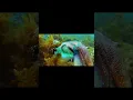 Download Lagu GURITA PUNYA 3 HATI?? #animalfacts #facts #gurita #hewanlaut #viral #youtubeshorts #shorts