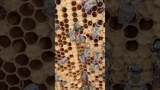 وضعت شرنقة لخلية يتيمة  والنتيجة ملكة عذراء     دندنها