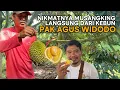Download Lagu KELILING KEBUN DURIAN PAK AGUS WIDODO | MAKAN DURIAN MUSANGKING YANG BARU JATUH DARI POHON !!! MP3