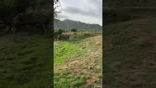 الشاعر ابو عله 