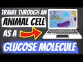 Travel Through an Animal Cell Game DIRECTIONS OVERVIEW OF GAME