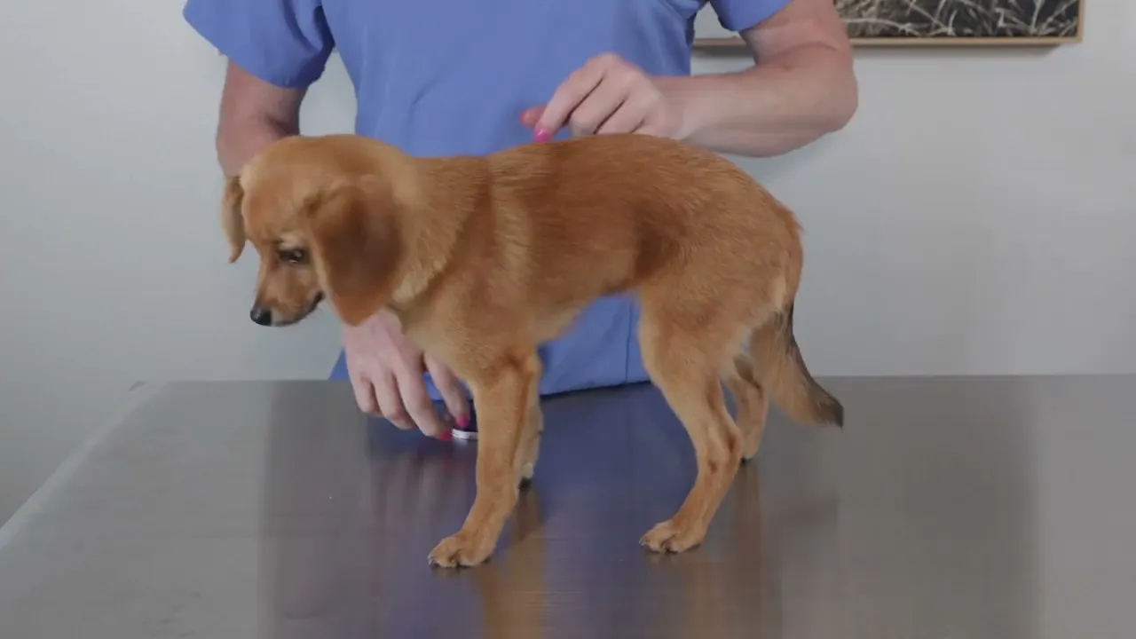 How to measure for a WiggleLess Dog Back Brace