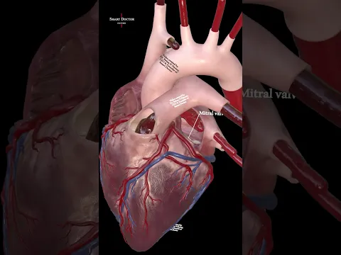 The Four Gates of the Human Heart | 3D Anatomy 🫀