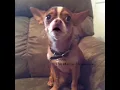 Choco the Macho Chihuahua outside in 6 degree weather
