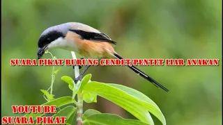 Download SUARA PIKAT BURUNG CENDET ATAU PENTET ANAKAN AMPUH MP3