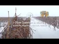 Download Lagu Icewine Harvest: Finding the Sweetspot