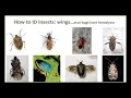 Insect Pest Identification