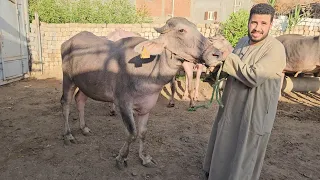 العجلة العشر ناقصه اكتر من 10000جنية عند تاجر الغلابة المعلم وحيد شبل أسعار ببلاش 