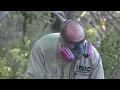 Illegal marijuana grows in national forests and their lasting impacts