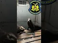 Sea lions treated after truck carrying them crashes in Missouri