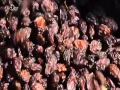 How It s Made Pitted Prunes