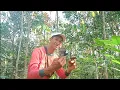 Download Lagu Mikat Burung SELENDANG BIRU Pakai Mp3, Gak pake lama,,, Langsung Nempel dipulut