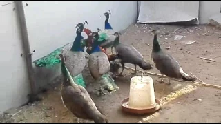 مشروع تربية الطاووس دندنها