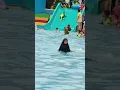 Download Lagu lagi berenang sama teman teman🥰🥰