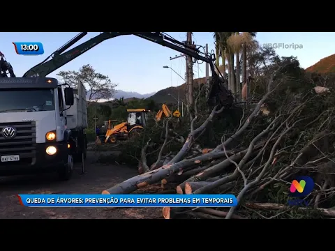 Queda de árvores: prevenção para evitar problemas em temporais