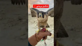 تدريب الشاهين 