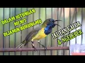 Download Lagu Kurang Dalam 1 mnt burung anda pasti ikut gacor // masteran terampuh 2025 sogon gacor dor ngeleper