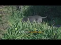 Capybara Behavior and Survival Strategies Explained - Complete Guide