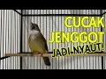 Download Lagu Terapi Cucak Jenggot biar Nyaut Gacor, Pancingan Cucak Jenggot Gacor Asli