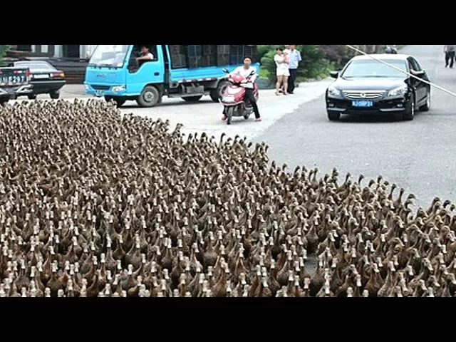 DUCK ARMY Videos Compilation || NEW