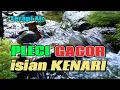 Download Lagu Terapi air untuk burung pleci gacor isian kenari, suara air terapi burung