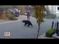7-Year-Old Encounters Massive Bear While Riding Scooter