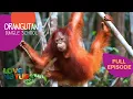 Download Lagu Shy Orangutan Tries Nest-Building Lesson | Orangutan Jungle School 305