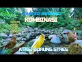 Download Lagu MASTER KOMBINASI BURUNG CIBLEK | CIPOH | PANCAWARNA | SIKATAN DENGAN SUARA GEMERICIK AIR