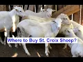 Where to Buy St Croix Sheep - Chemical Free Organic Sheep for Sale