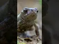 Download Lagu #Common #toad 🐸 #shorts