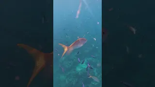 Snorkeling  4