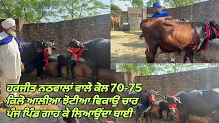 27October 2026 ਫੋਨ 89684-80102 =4-5 ਝੋਟੀਆ ਵਿਕਾਊ ਨਾਲ ਇੱਕ ਵੈੜ ਸੱਜਰ ਸੂਈ ਦੁੱਧ ਰਿਕਾਰਡ ਬਹੁਤ
