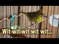 Download Lagu Pleci tembakan Wit wit wit wit wit