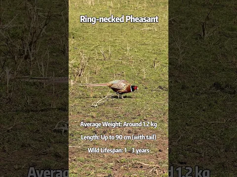 The Foraging Pheasant - Spotting a ring-necked pheasant on the hunt !