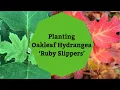 Planting Oakleaf Hydrangea Ruby Slippers