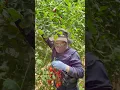 Download Lagu Cherry Tomatoes picking #tomato #garden #satisfying #farming
