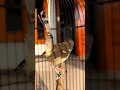 Download Lagu burung nitnit