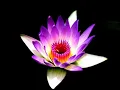Download Lagu The Heart Of Reiki - Music For Yoga/Relaxation/Meditation