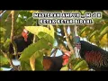 Download Lagu Masteran pemanggil ayam hutan datang super ampuh | MJH