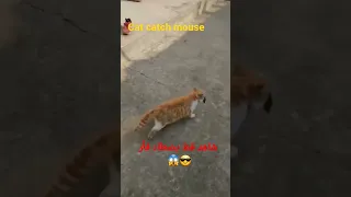 قط شجاع يصطاد فأر Cat Catch Mouse Cat 