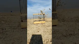 صيد طيور الحسون في الطبيعة 