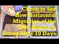 Quick check-in on the 375-day mixed red worm bins on day 10 of horizontal migration - vermicompost