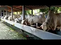Download Lagu Hari Hari Terakhir Sapi Sapi SETIA FARM Purworejo Sebelum Di Kirim !!